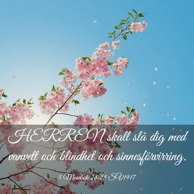 Picture 03 - 5 Mosebok 28:28 SV1917 - HERREN skall slå dig med vanvett och blindhet - Bible Verse Picture