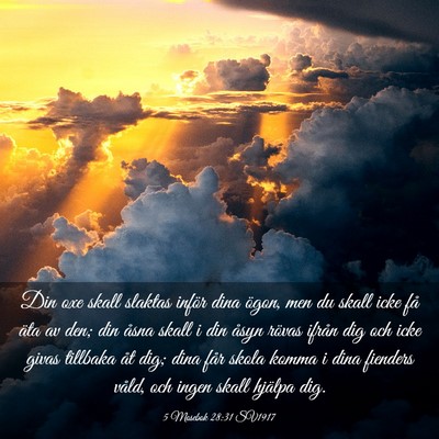Picture 03 - 5 Mosebok 28:31 SV1917 - Din oxe skall slaktas inför dina ögon, men du - Bible Verse Picture