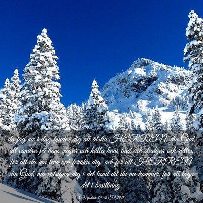 Picture 03 - 5 Mosebok 30:16 SV1917 - då jag nu i dag bjuder dig att älska HERREN, - Bible Verse Picture