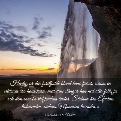 Picture 03 - 5 Mosebok 33:17 SV1917 - Härlig är den förstfödde bland hans tjurar, - Bible Verse Picture