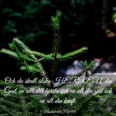 Picture 03 - 5 Mosebok 6:5 SV1917 - Och du skall älska HERREN, din Gud, av allt ditt - Bible Verse Picture