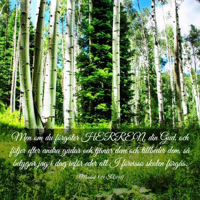 Picture 03 - 5 Mosebok 8:19 SV1917 - Men om du förgäter HERREN, din Gud, och följer - Bible Verse Picture