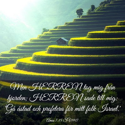 Picture 03 - Amos 7:15 SV1917 - Men HERREN tog mig från hjorden; HERREN sade - Bible Verse Picture