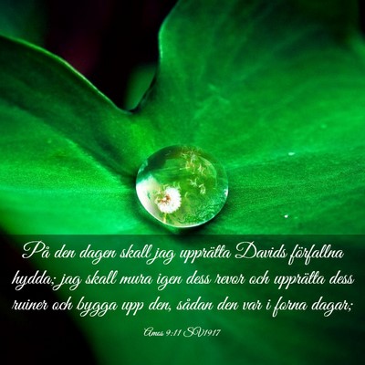 Picture 03 - Amos 9:11 SV1917 - På den dagen skall jag upprätta Davids - Bible Verse Picture