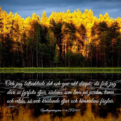 Picture 03 - Apostlagärningarna 11:6 SV1917 - Och jag betraktade det och gav akt därpå; då - Bible Verse Picture