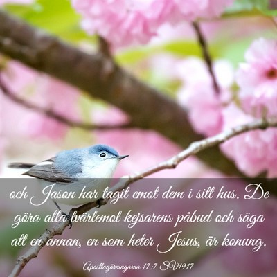 Picture 03 - Apostlagärningarna 17:7 SV1917 - och Jason har tagit emot dem i sitt hus. De göra - Bible Verse Picture