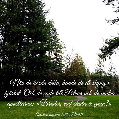 Picture 03 - Apostlagärningarna 2:37 SV1917 - När de hörde detta, kände de ett styng i - Bible Verse Picture
