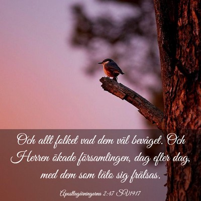 Picture 03 - Apostlagärningarna 2:47 SV1917 - Och allt folket vad dem väl bevåget. Och Herren - Bible Verse Picture