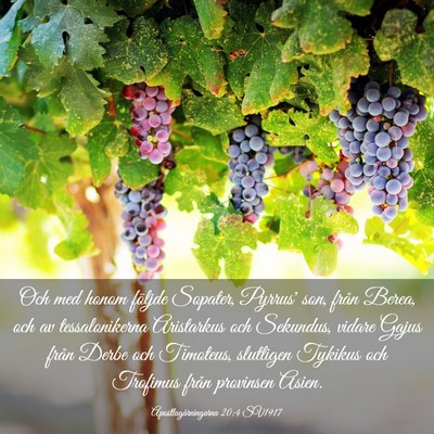 Picture 03 - Apostlagärningarna 20:4 SV1917 - Och med honom följde Sopater, Pyrrus' son, från - Bible Verse Picture