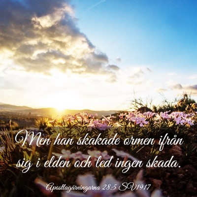 Picture 03 - Apostlagärningarna 28:5 SV1917 - Men han skakade ormen ifrån sig i elden och led - Bible Verse Picture