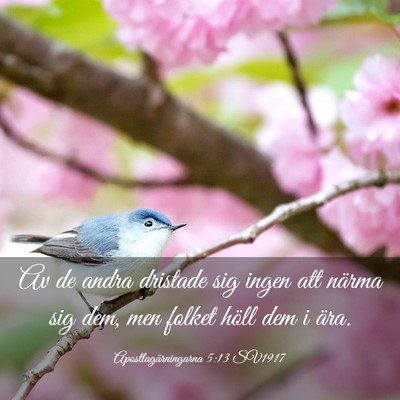 Picture 03 - Apostlagärningarna 5:13 SV1917 - Av de andra dristade sig ingen att närma sig - Bible Verse Picture