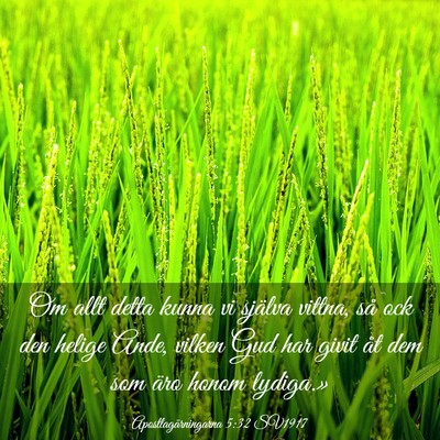 Picture 03 - Apostlagärningarna 5:32 SV1917 - Om allt detta kunna vi själva vittna, så ock - Bible Verse Picture