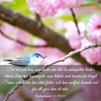 Picture 03 - Apostlagärningarna 7:38 SV1917 - Det var och han, som under den tid då menigheten - Bible Verse Picture