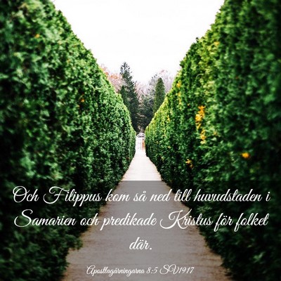 Picture 03 - Apostlagärningarna 8:5 SV1917 - Och Filippus kom så ned till huvudstaden i - Bible Verse Picture