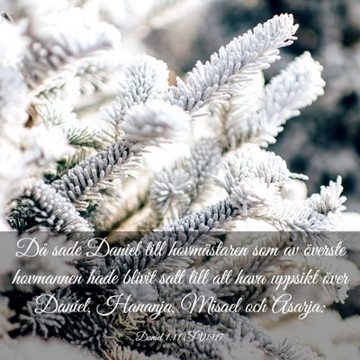 Picture 03 - Daniel 1:11 SV1917 - Då sade Daniel till hovmästaren som av överste - Bible Verse Picture
