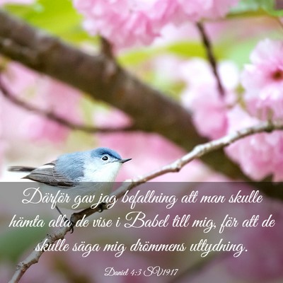 Picture 03 - Daniel 4:3 SV1917 - Därför gav jag befallning att man skulle hämta - Bible Verse Picture