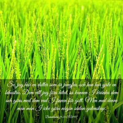 Picture 03 - Domarboken 19:24 SV1917 - Se, jag har en dotter som är jungfru, och han - Bible Verse Picture