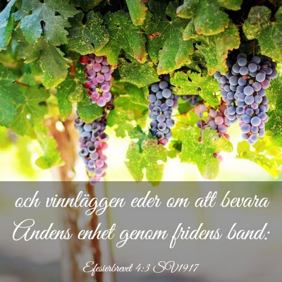 Picture 03 - Efesierbrevet 4:3 SV1917 - och vinnläggen eder om att bevara Andens enhet - Bible Verse Picture