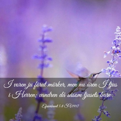 Picture 03 - Efesierbrevet 5:8 SV1917 - I voren ju förut mörker, men nu ären I ljus i - Bible Verse Picture