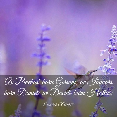 Picture 03 - Esra 8:2 SV1917 - Av Pinehas' barn Gersom; av Itamars barn Daniel; - Bible Verse Picture