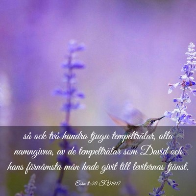 Picture 03 - Esra 8:20 SV1917 - så ock två hundra tjugu tempelträlar, alla - Bible Verse Picture