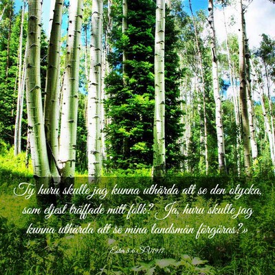 Picture 03 - Ester 8:6 SV1917 - Ty huru skulle jag kunna uthärda att se den - Bible Verse Picture