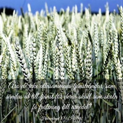 Picture 03 - Hebreerbrevet 1:14 SV1917 - Äro de icke allasammans tjänsteandar, som - Bible Verse Picture