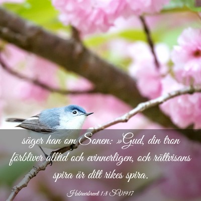 Picture 03 - Hebreerbrevet 1:8 SV1917 - säger han om Sonen: »Gud, din tron förbliver - Bible Verse Picture