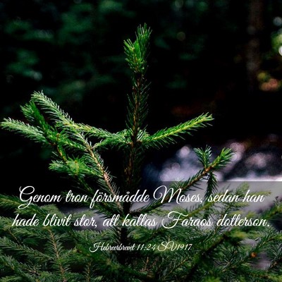 Picture 03 - Hebreerbrevet 11:24 SV1917 - Genom tron försmådde Moses, sedan han hade - Bible Verse Picture