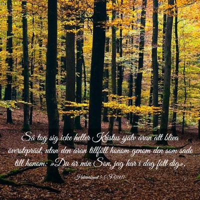 Picture 03 - Hebreerbrevet 5:5 SV1917 - Så tog sig icke heller Kristus själv äran att - Bible Verse Picture