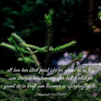 Picture 03 - Hebreerbrevet 7:16 SV1917 - att han har blivit präst icke på grund av en - Bible Verse Picture