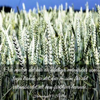 Picture 03 - Hebreerbrevet 7:8 SV1917 - Och medan det här är dödliga människor som - Bible Verse Picture