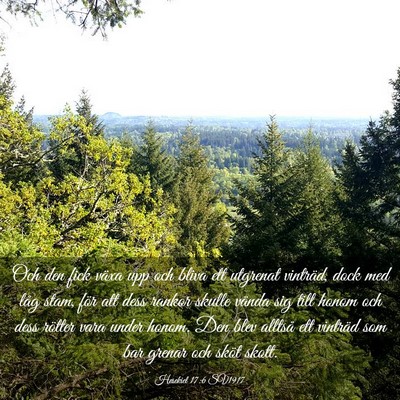 Picture 03 - Hesekiel 17:6 SV1917 - Och den fick växa upp och bliva ett utgrenat - Bible Verse Picture