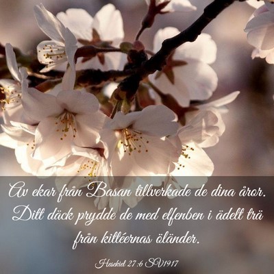 Picture 03 - Hesekiel 27:6 SV1917 - Av ekar från Basan tillverkade de dina åror. - Bible Verse Picture
