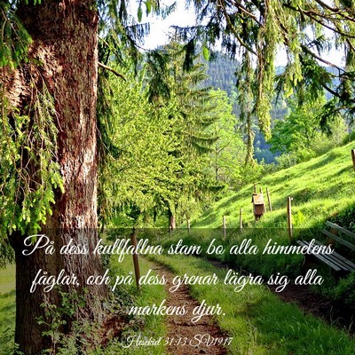 Picture 03 - Hesekiel 31:13 SV1917 - På dess kullfallna stam bo alla himmelens - Bible Verse Picture