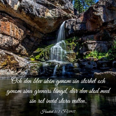 Picture 03 - Hesekiel 31:7 SV1917 - Och den blev skön genom sin storhet och genom - Bible Verse Picture