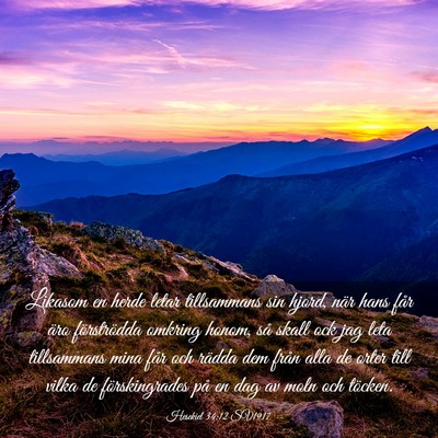 Picture 03 - Hesekiel 34:12 SV1917 - Likasom en herde letar tillsammans sin hjord, - Bible Verse Picture