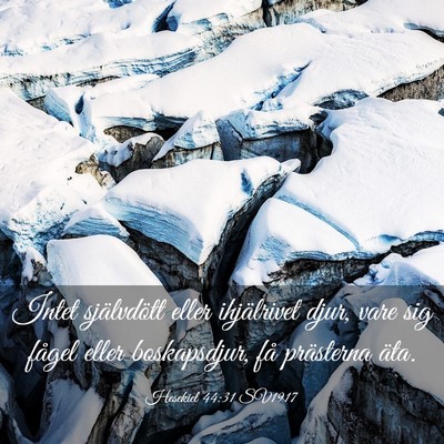 Picture 03 - Hesekiel 44:31 SV1917 - Intet självdött eller ihjälrivet djur, vare - Bible Verse Picture