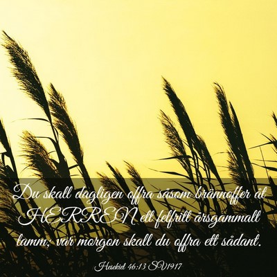 Picture 03 - Hesekiel 46:13 SV1917 - Du skall dagligen offra såsom brännoffer åt - Bible Verse Picture