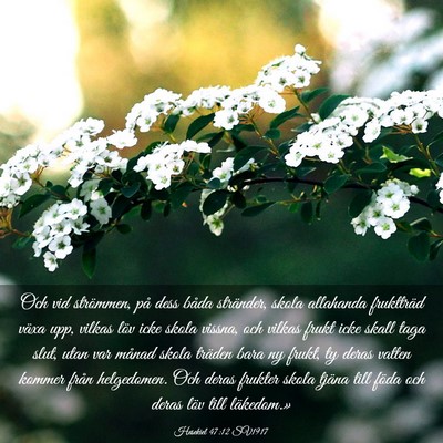 Picture 03 - Hesekiel 47:12 SV1917 - Och vid strömmen, på dess båda stränder, - Bible Verse Picture