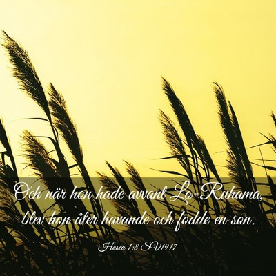 Picture 03 - Hosea 1:8 SV1917 - Och när hon hade avvant Lo-Ruhama, blev hon - Bible Verse Picture