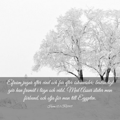 Picture 03 - Hosea 12:1 SV1917 - Efraim jagar efter vind och far efter - Bible Verse Picture