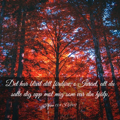 Picture 03 - Hosea 13:9 SV1917 - Det har blivit ditt fördärv, o Israel, att du - Bible Verse Picture