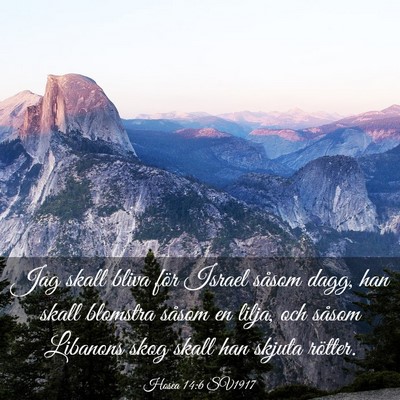 Picture 03 - Hosea 14:6 SV1917 - Jag skall bliva för Israel såsom dagg, han - Bible Verse Picture
