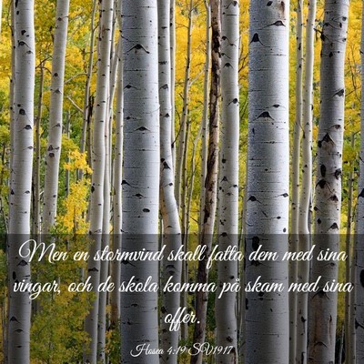 Picture 03 - Hosea 4:19 SV1917 - Men en stormvind skall fatta dem med sina vingar, - Bible Verse Picture