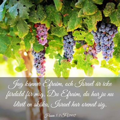 Picture 03 - Hosea 5:3 SV1917 - Jag känner Efraim, och Israel är icke fördold - Bible Verse Picture