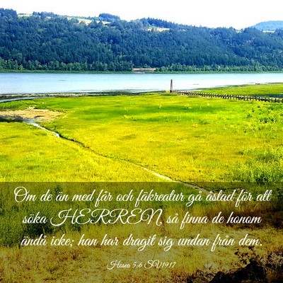 Picture 03 - Hosea 5:6 SV1917 - Om de än med får och fäkreatur gå åstad för - Bible Verse Picture