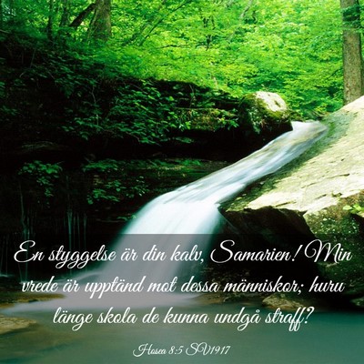 Picture 03 - Hosea 8:5 SV1917 - En styggelse är din kalv, Samarien! Min vrede - Bible Verse Picture
