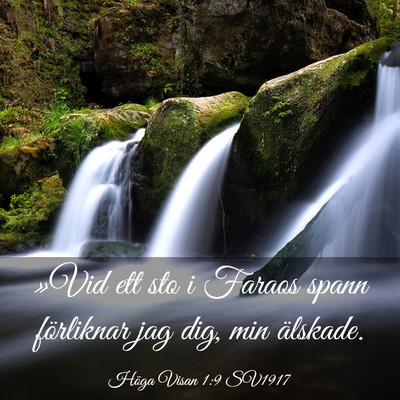 Picture 03 - Höga Visan 1:9 SV1917 - »Vid ett sto i Faraos spann förliknar jag dig, - Bible Verse Picture