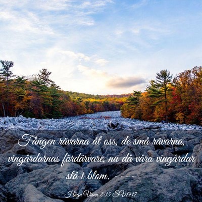 Picture 03 - Höga Visan 2:15 SV1917 - Fången rävarna åt oss, de små rävarna, - Bible Verse Picture